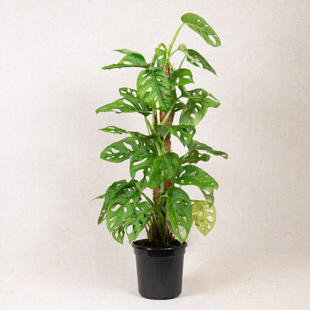 Monstera Obliqua 'Swiss Cheese Monkey Leaf' 60-80cm with support