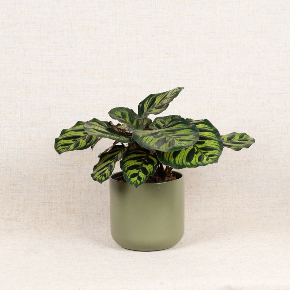 Calathea Makoyana 'Peacock Plant' 20-40cm