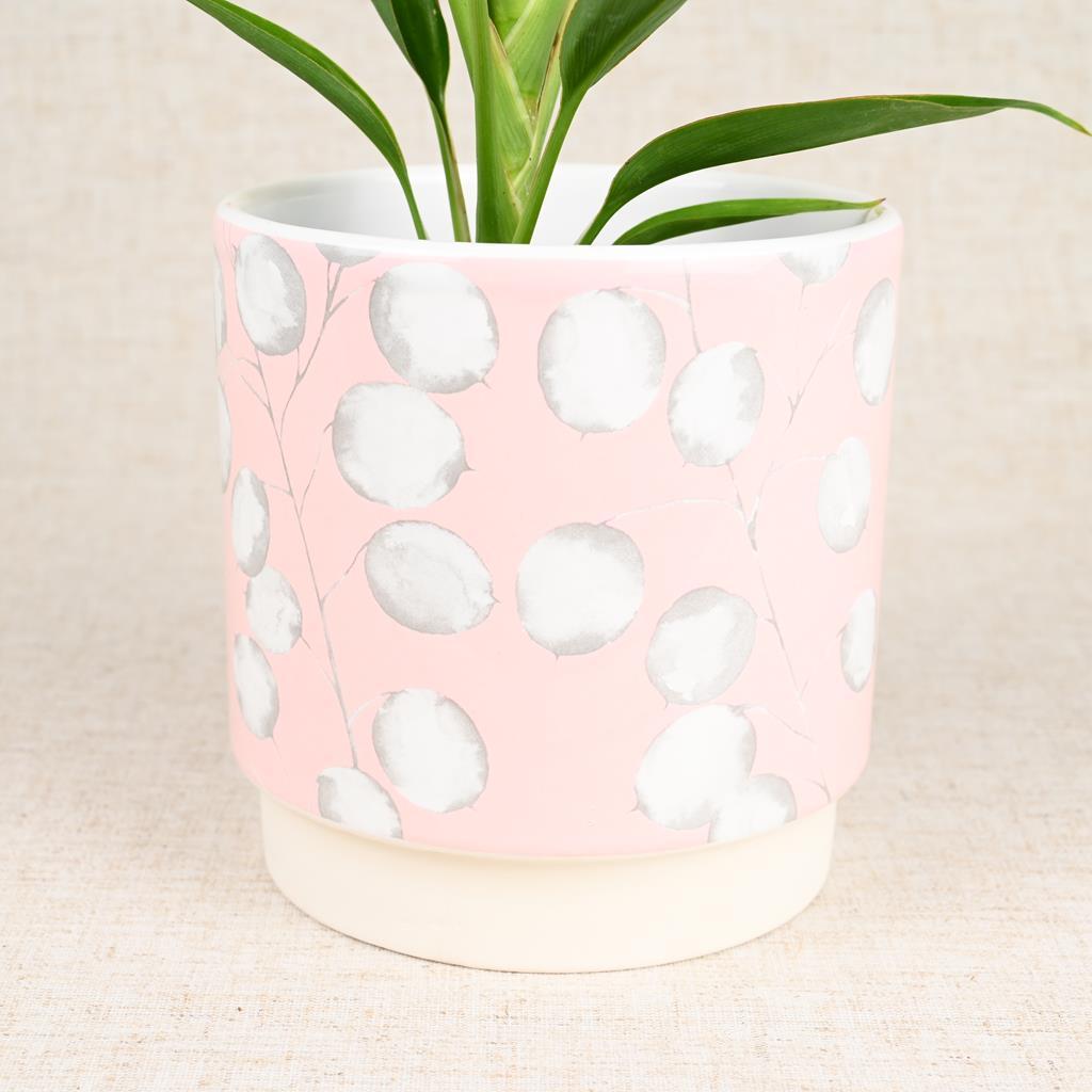 Honesty Cover Pot 12cm