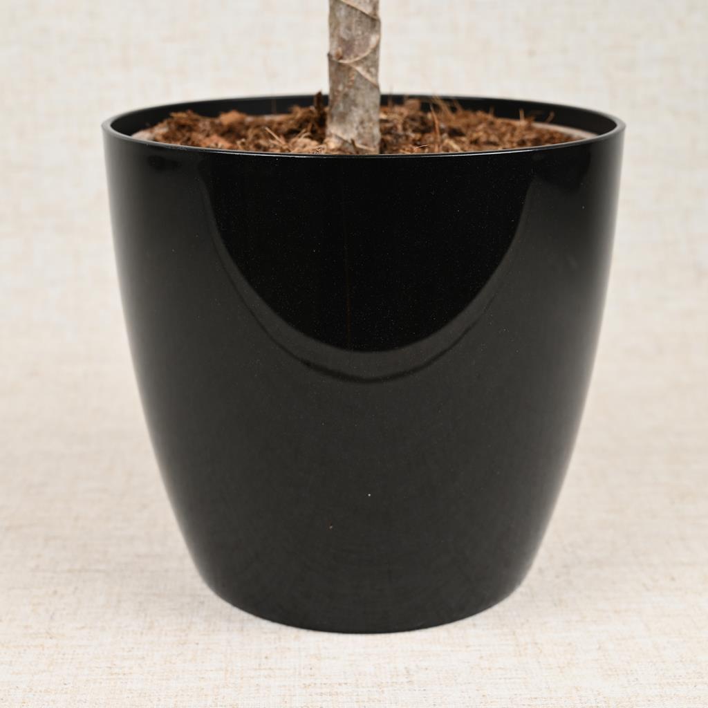 Brussels Metalic Black 18cm
