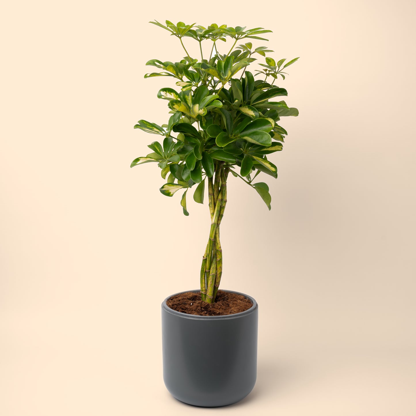 Braided Dwarf Umbrella Tree 'Schefflera' 60-80cm