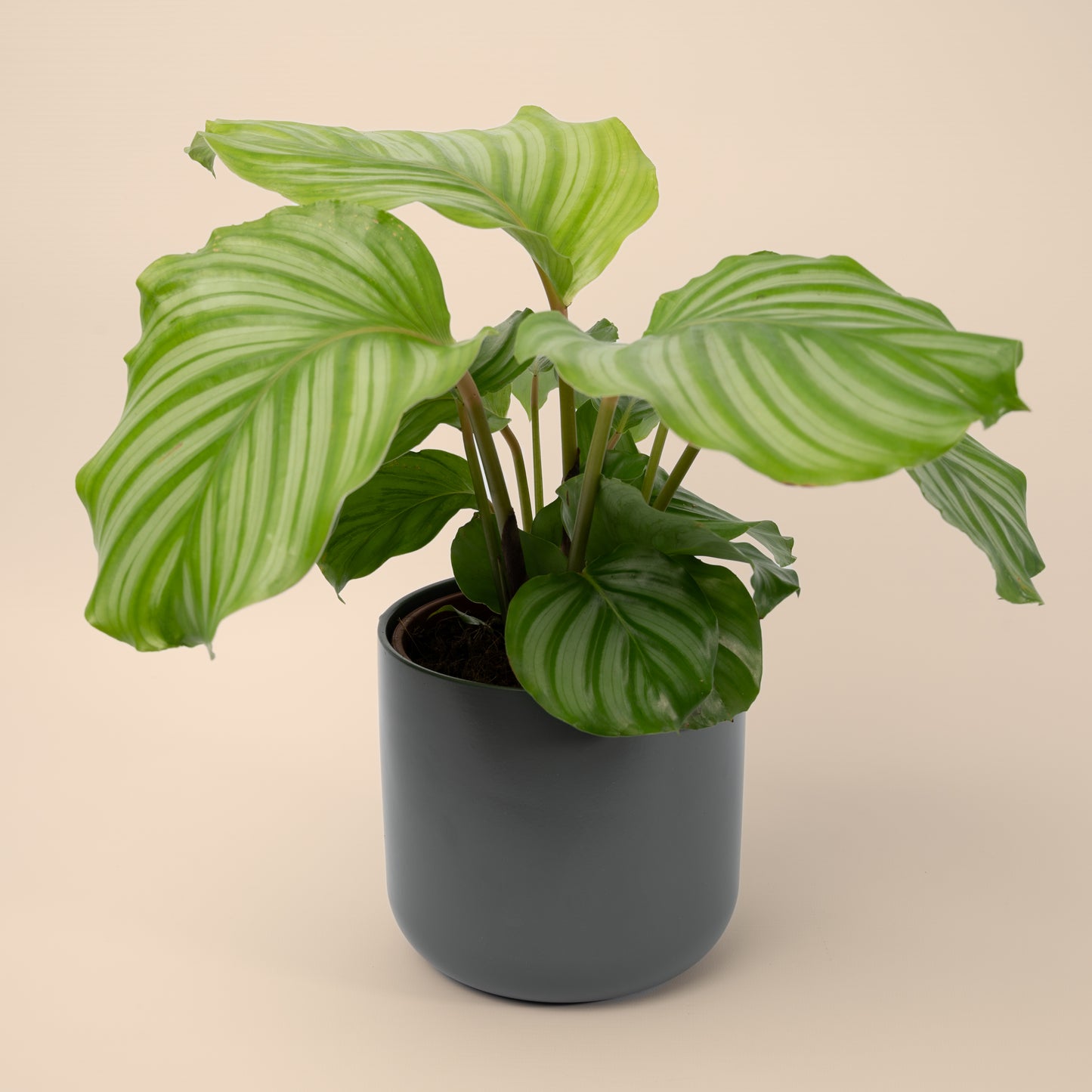 Calathea Orbifolia 'Prayer Plant' 20-40cm