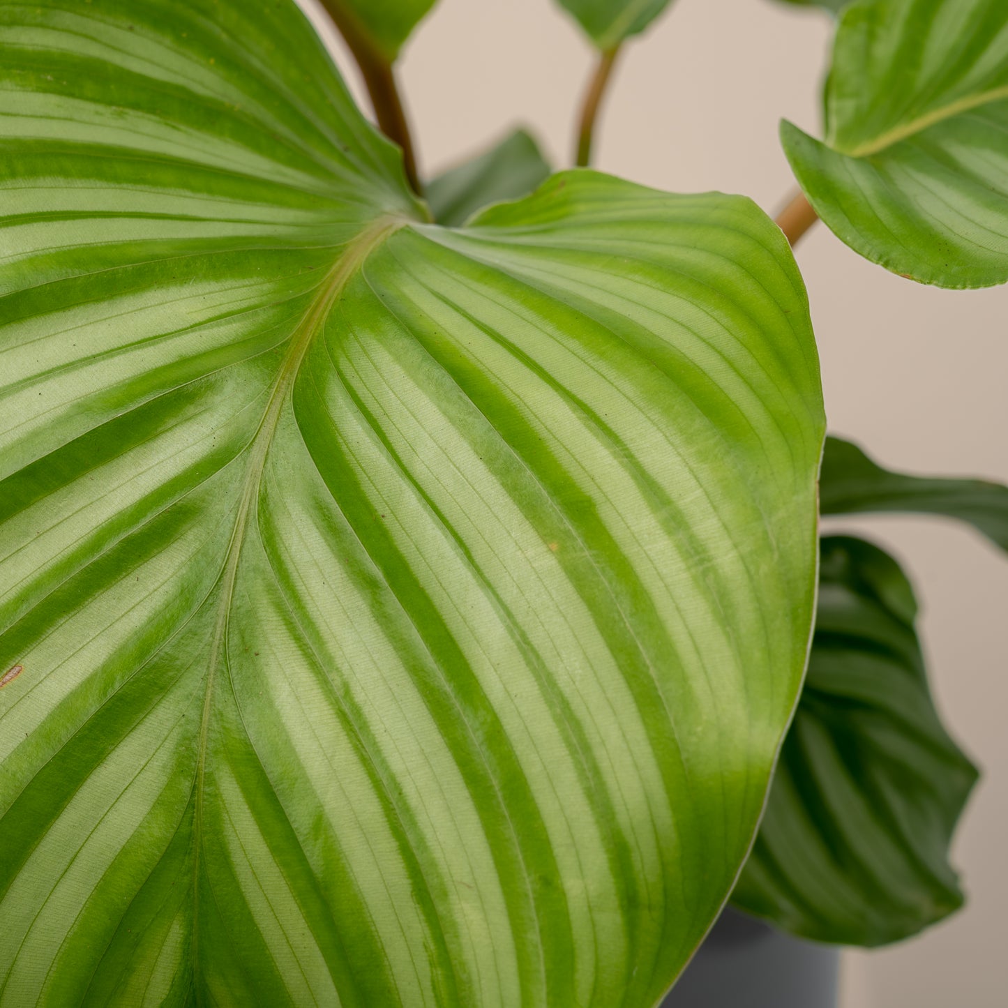 Calathea Orbifolia 'Prayer Plant' 20-40cm