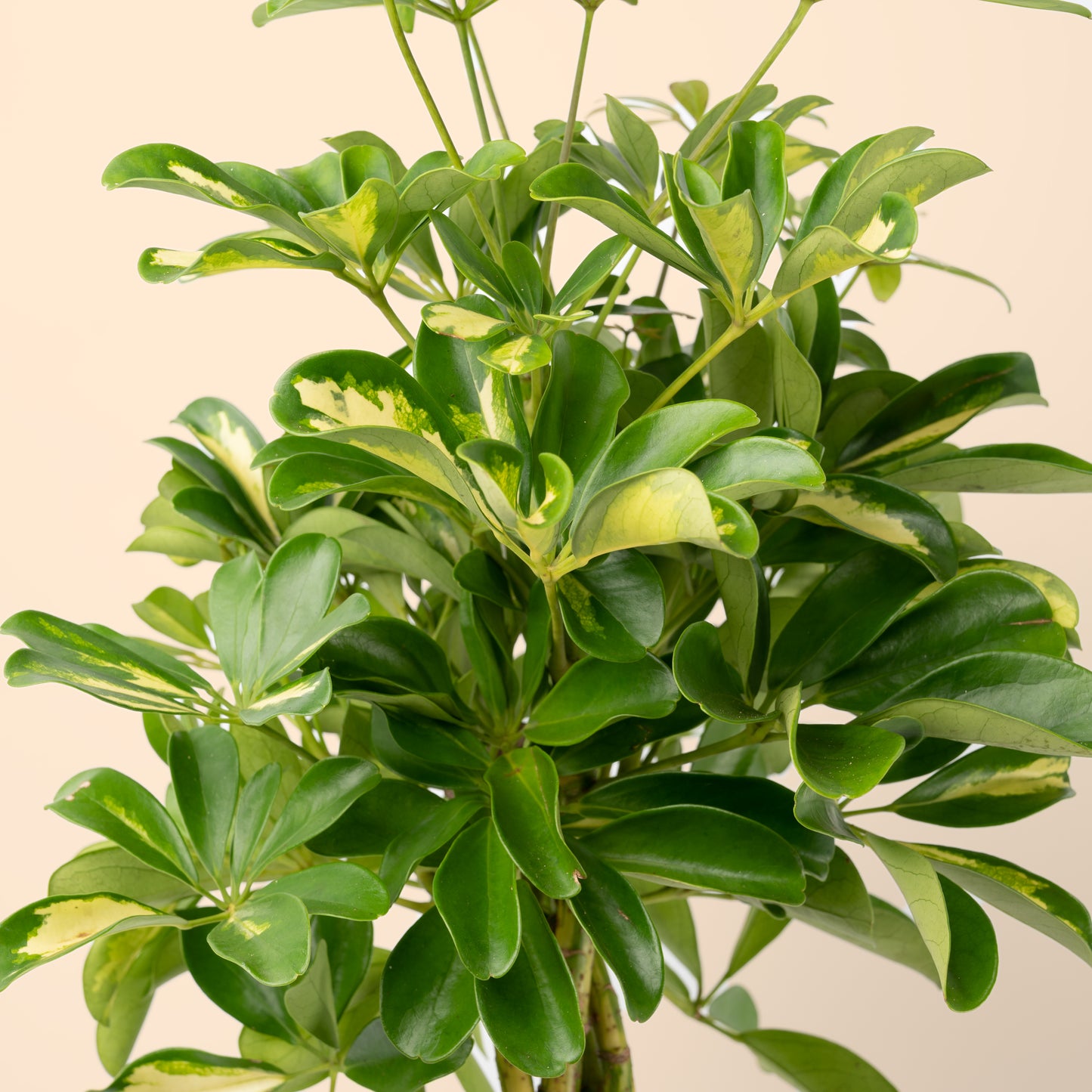 Braided Dwarf Umbrella Tree 'Schefflera' 60-80cm