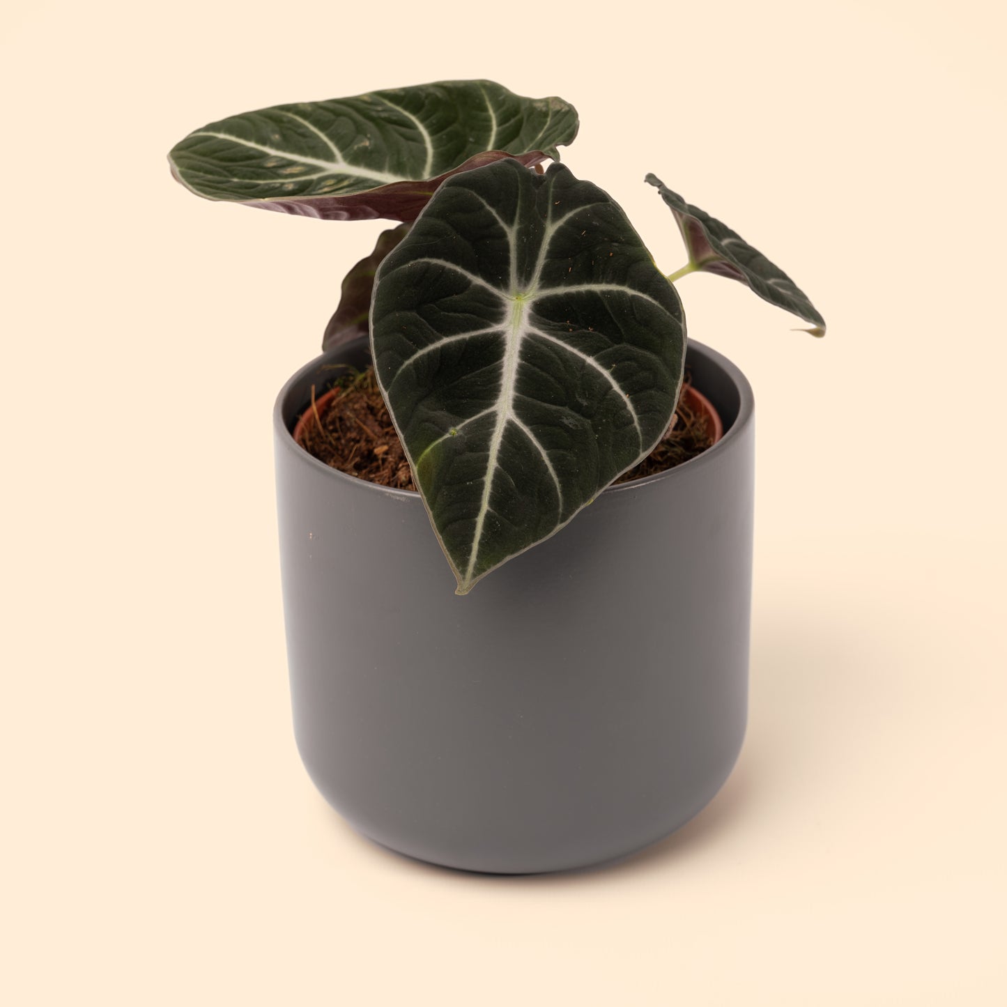 Alocasia Black Velvet 20-40cm