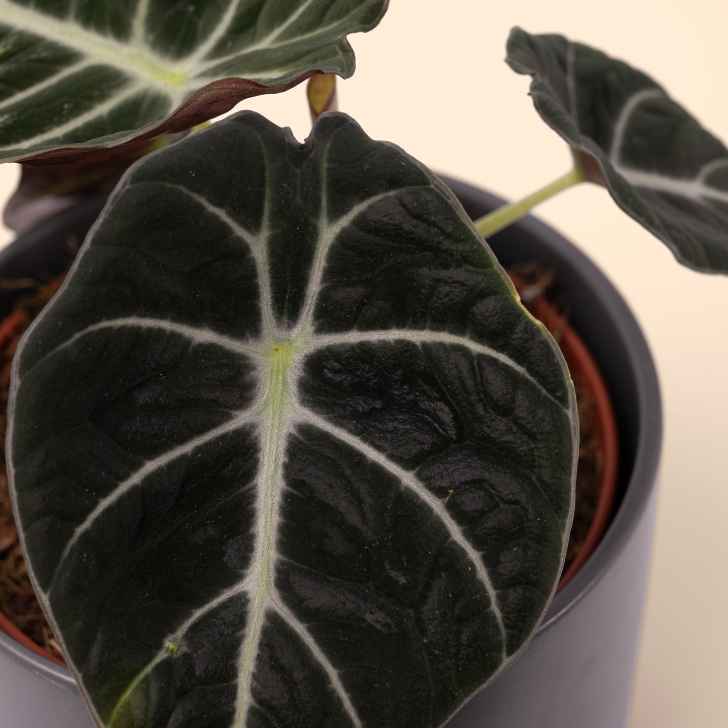 Alocasia Black Velvet 20-40cm
