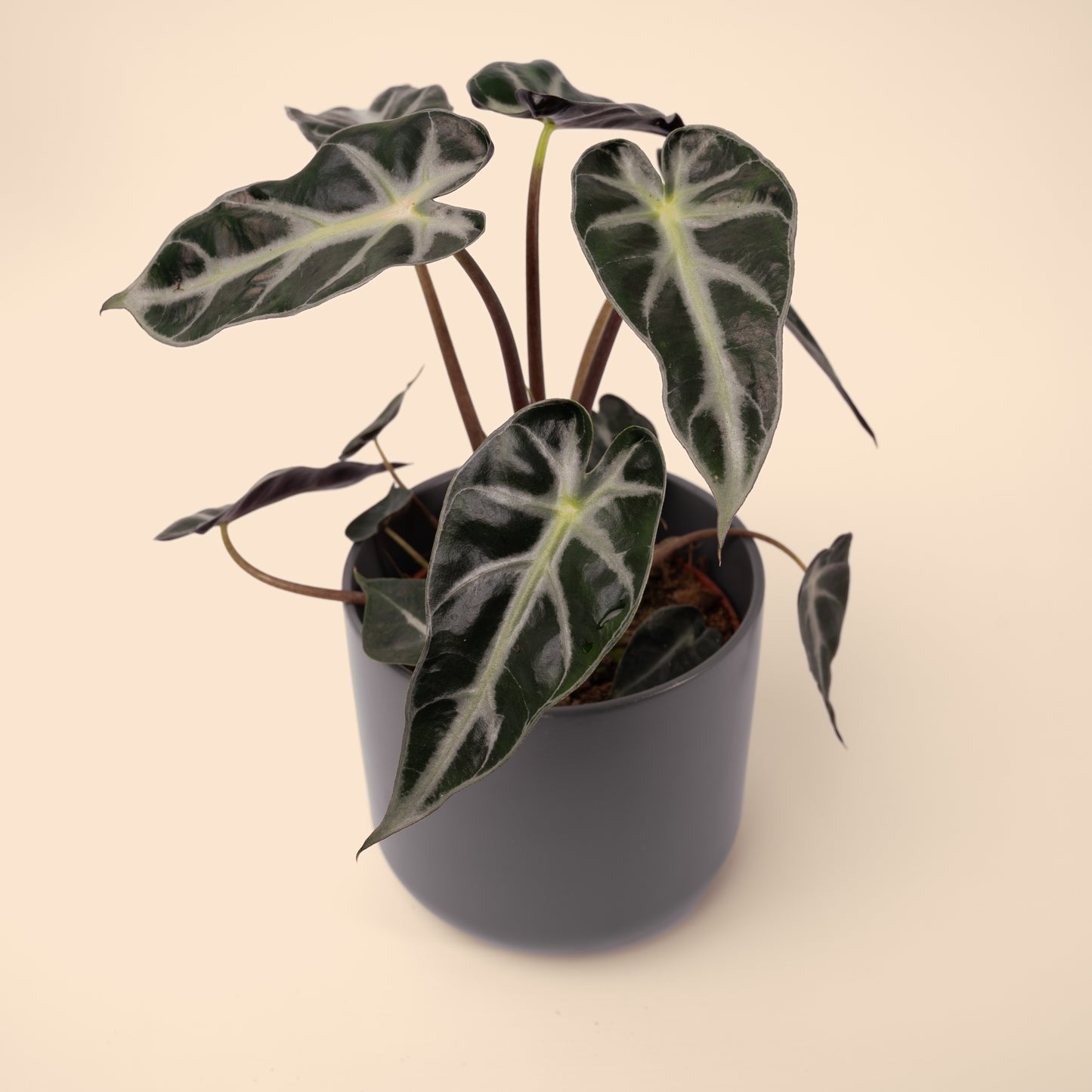Alocasia Bambino Arrow 20-40cm