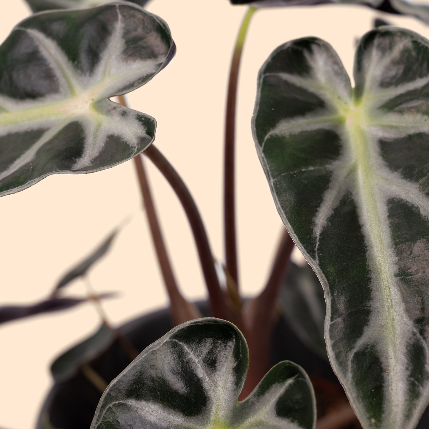 Alocasia Bambino Arrow 20-40cm