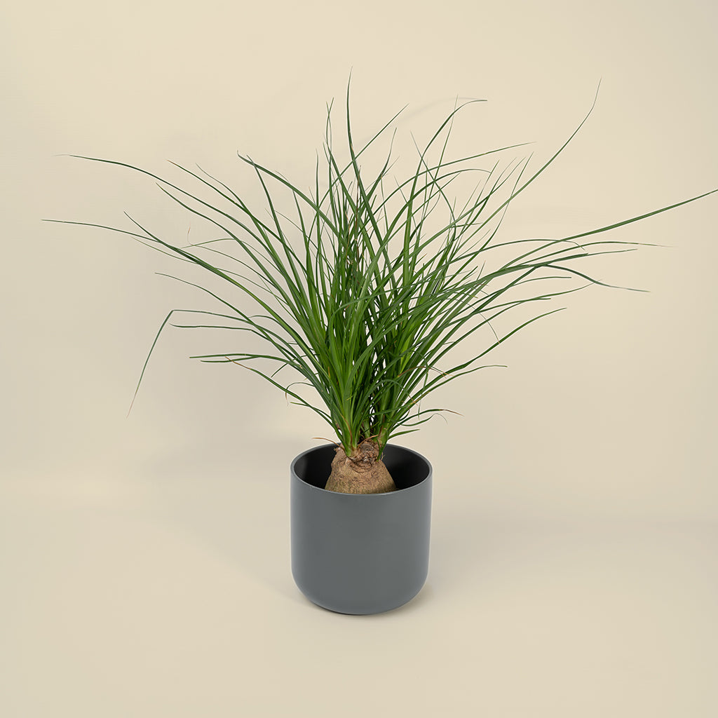 Recurvata Nolina 'Pony Tail Palm'