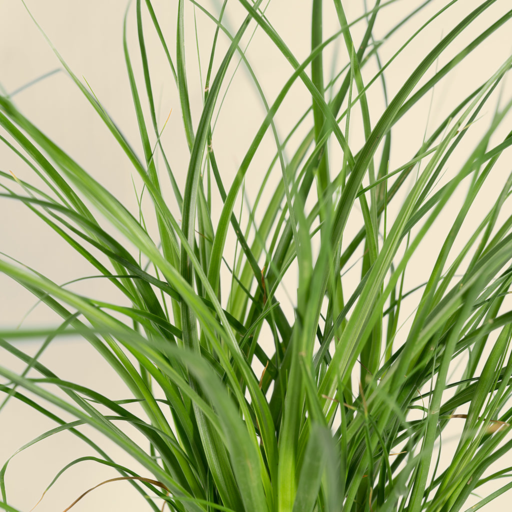 Recurvata Nolina 'Pony Tail Palm'