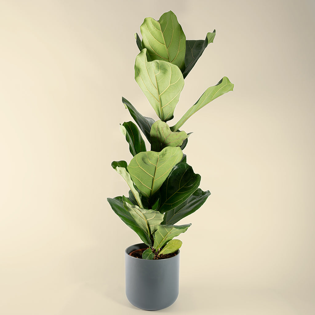 Ficus Lyrata 'Fiddle Leaf Fig'