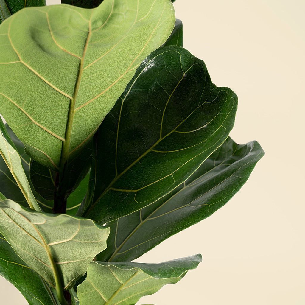 Ficus Lyrata 'Fiddle Leaf Fig'