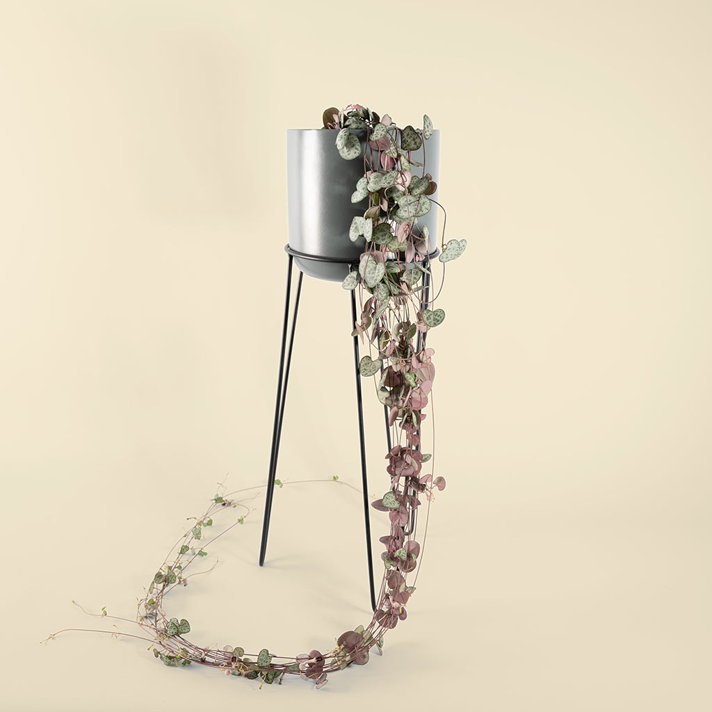 Ceropegia woodii (String of hearts) - Variegated Houseplant