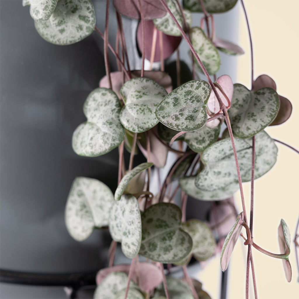 Ceropegia woodii (String of hearts) - Variegated Houseplant
