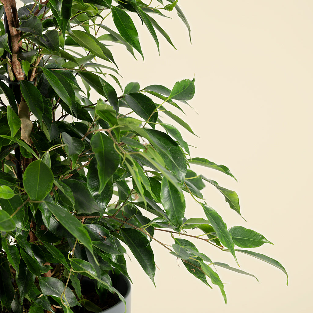 Ficus Benjamina 'Anastasia' 60-80cm