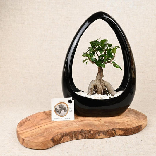 What are the best low-maintenance houseplant options?