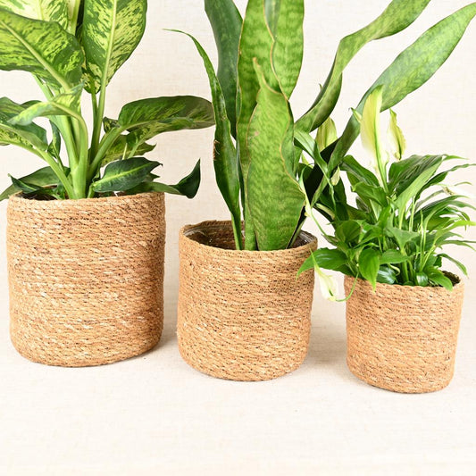 Three green plants alongside each other in pots