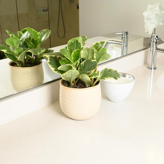 What are the best plants for the bathroom?