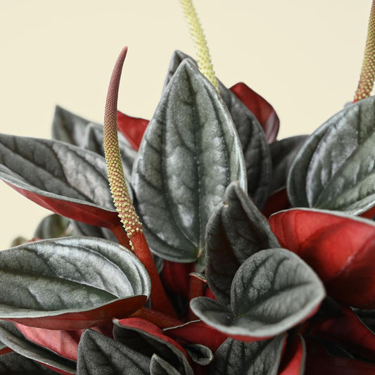 A beginners guide to houseplants!