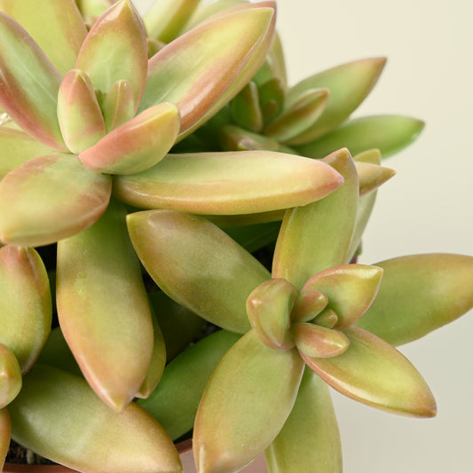 Common houseplant problems you may encounter.