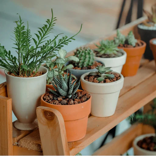 Hardy Houseplants Collection