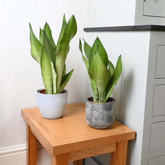 Sansevieria Moonshine | Snake Plant | 40cm