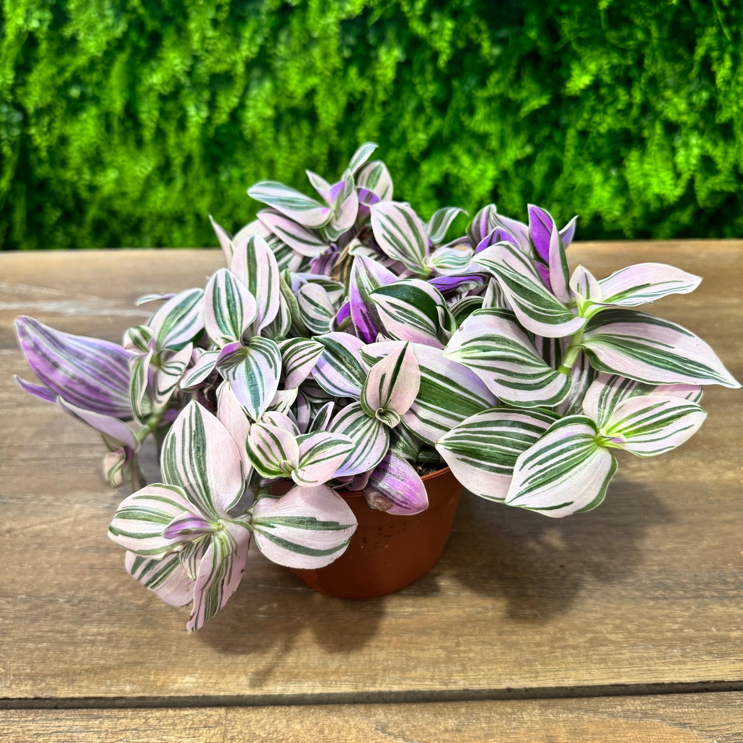 Tradescantia Unicorn | 20cm