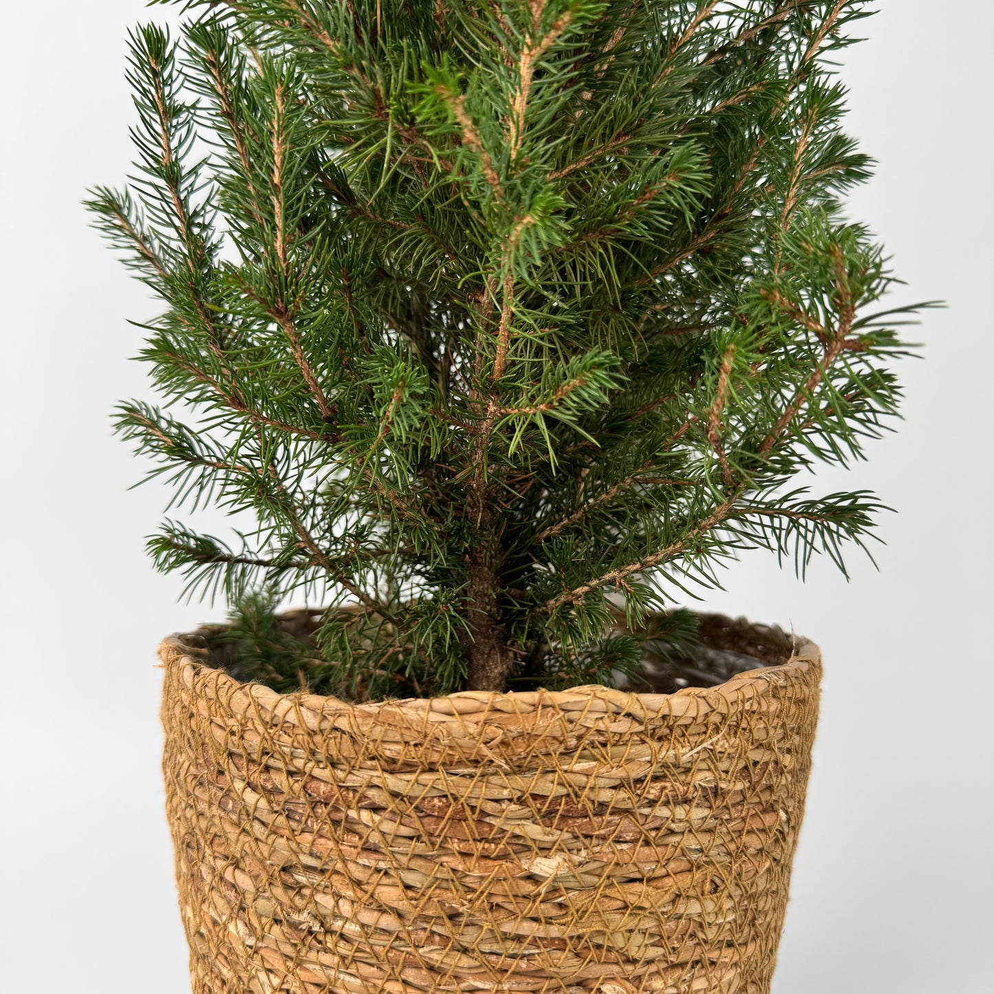 Potted Christmas tree | Natural Rope Pot | 65cm