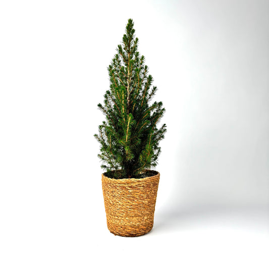 Potted Christmas tree | Natural Rope Pot | 65cm