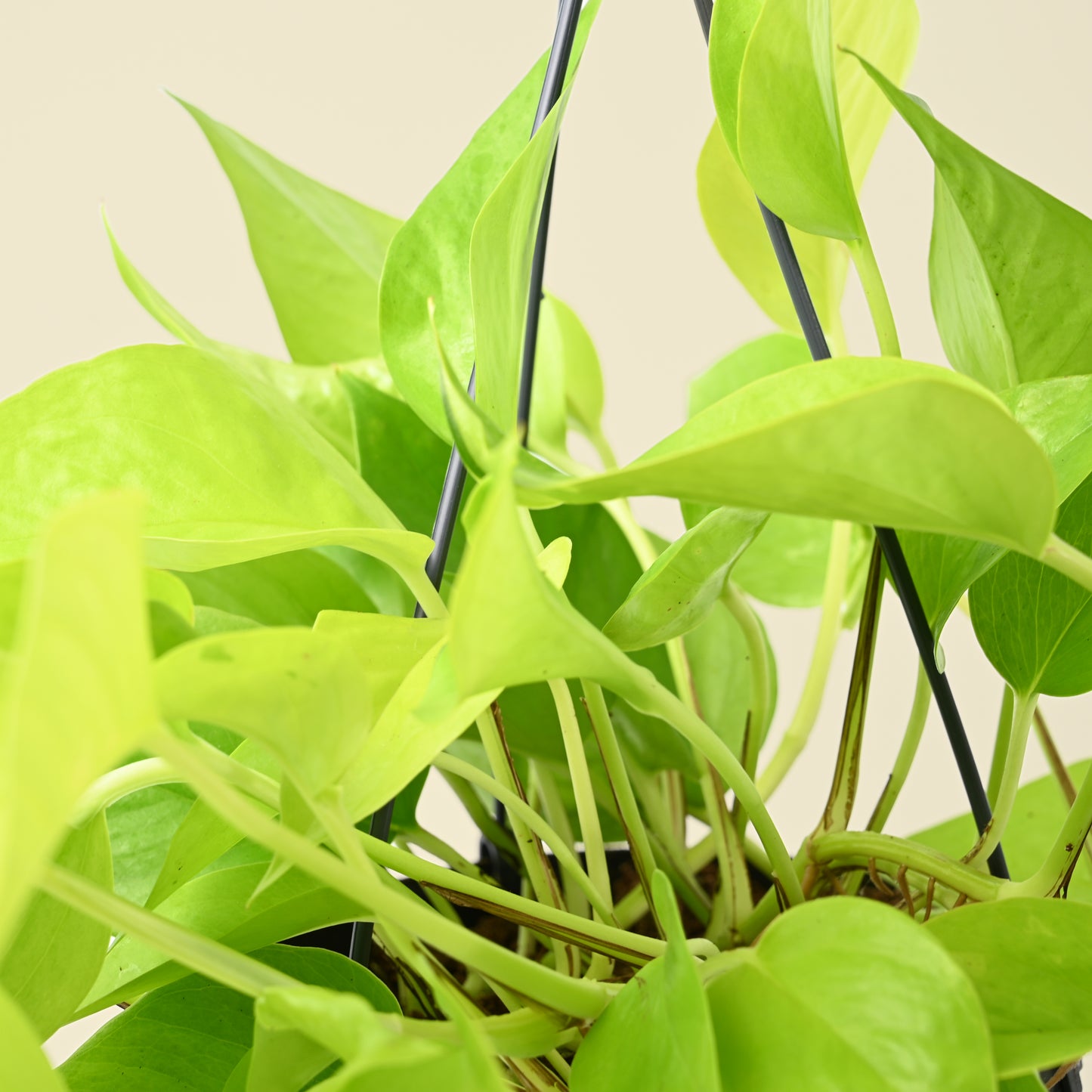 Epipremnm Golden Pothos Hanging Pot