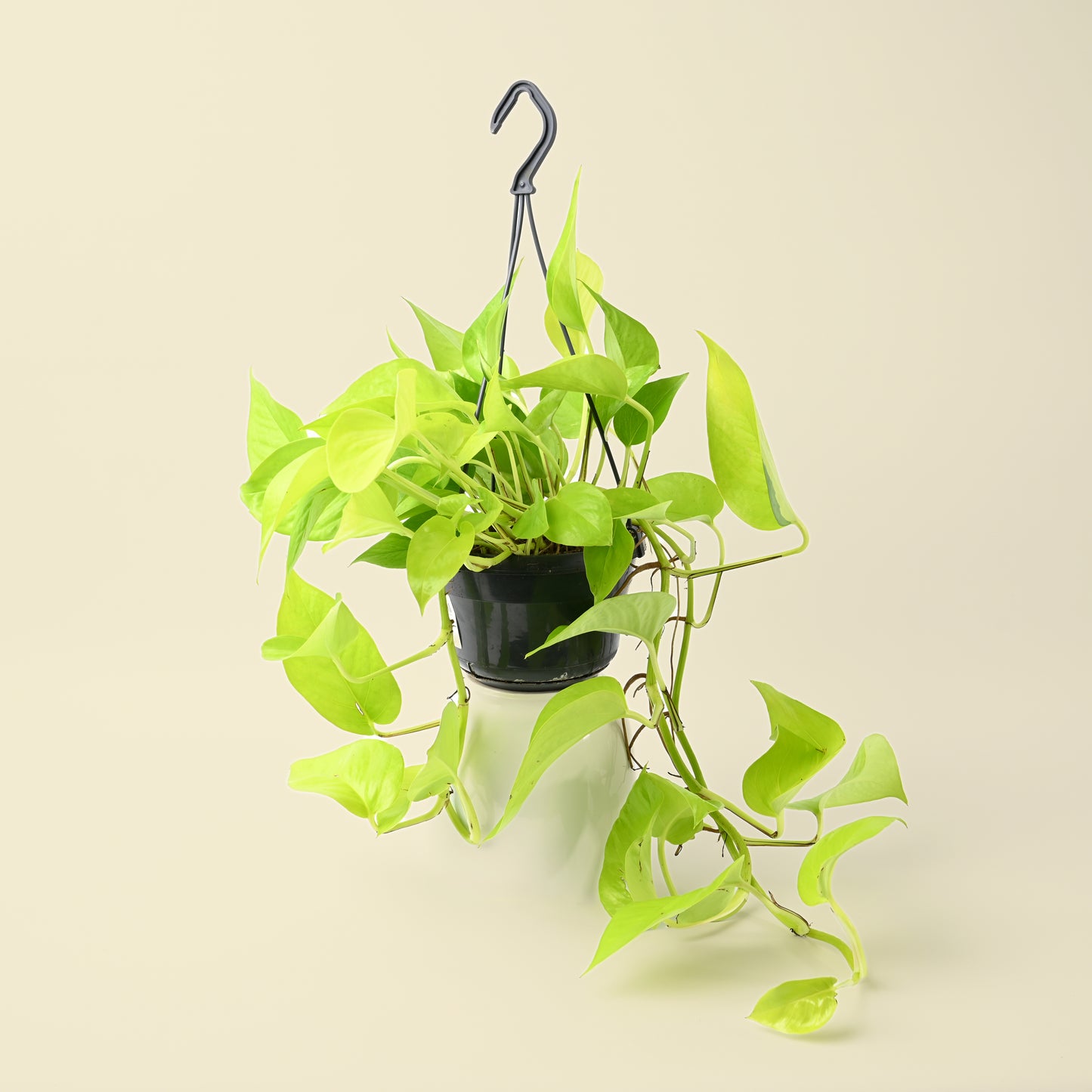 Epipremnm Golden Pothos Hanging Pot