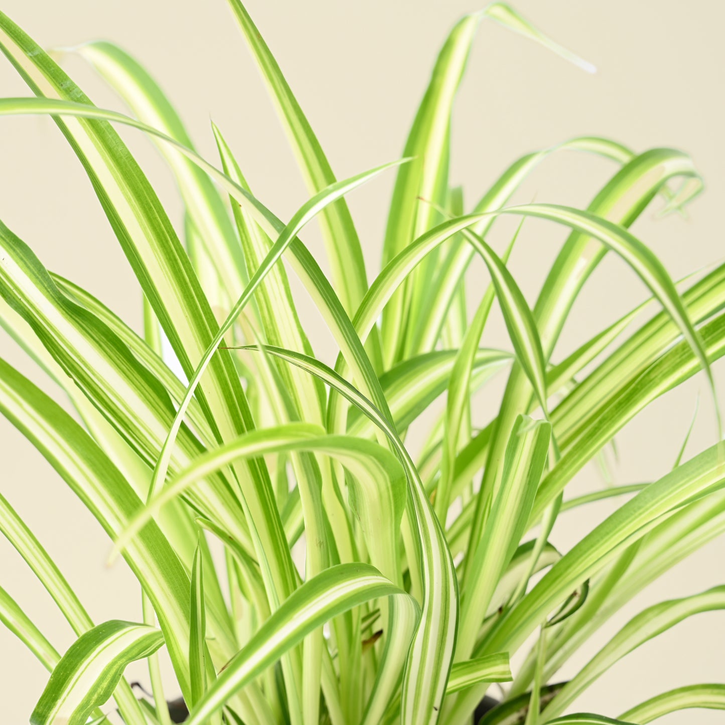 Chlorophytum Comosum | Spider Plant