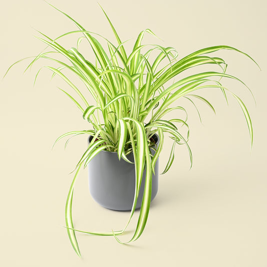Chlorophytum Comosum | Spider Plant