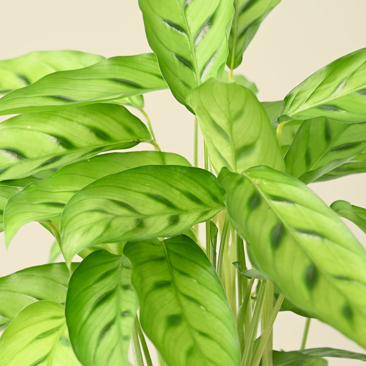 Calathea Leopardina | Prayer Plant