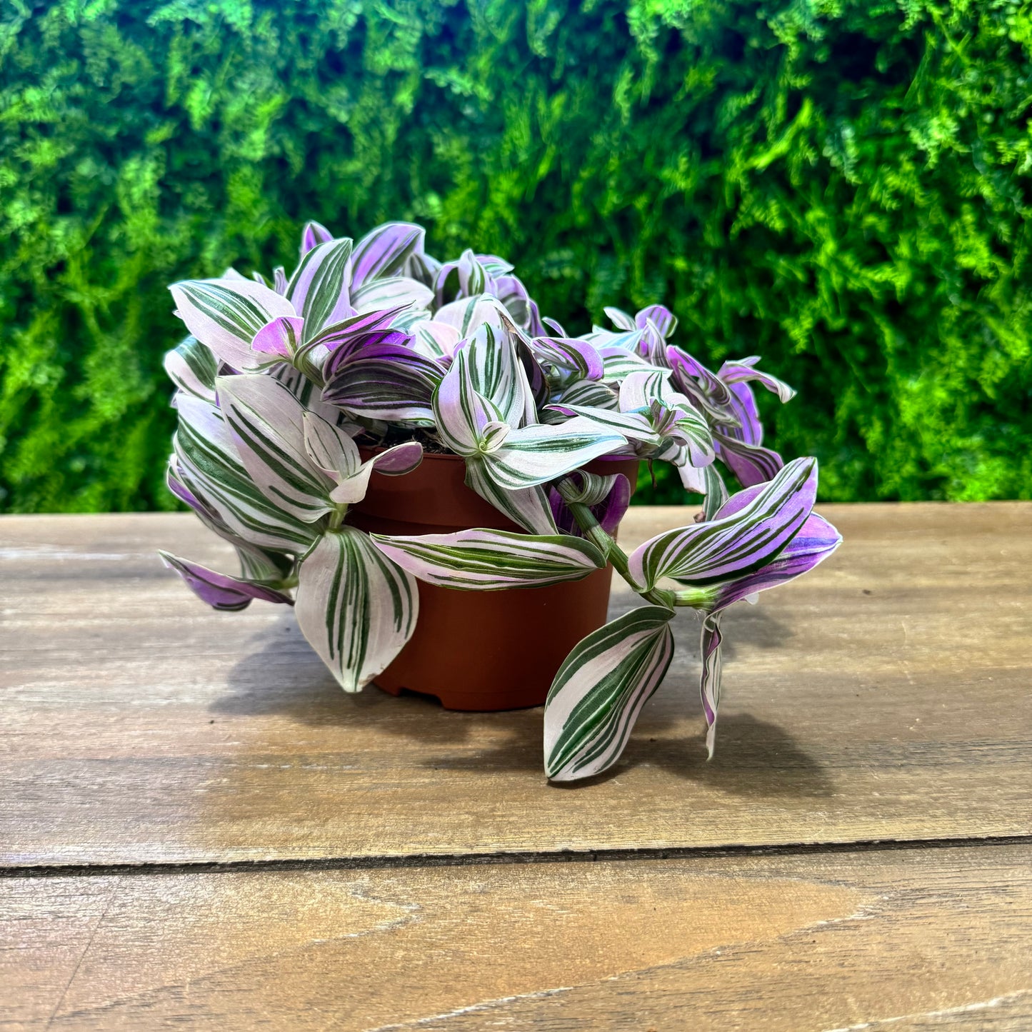 Tradescantia Unicorn | 20cm