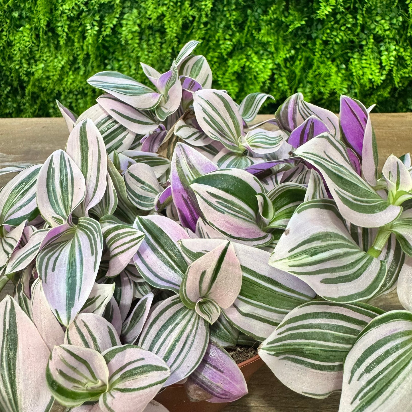 Tradescantia Unicorn | 20cm