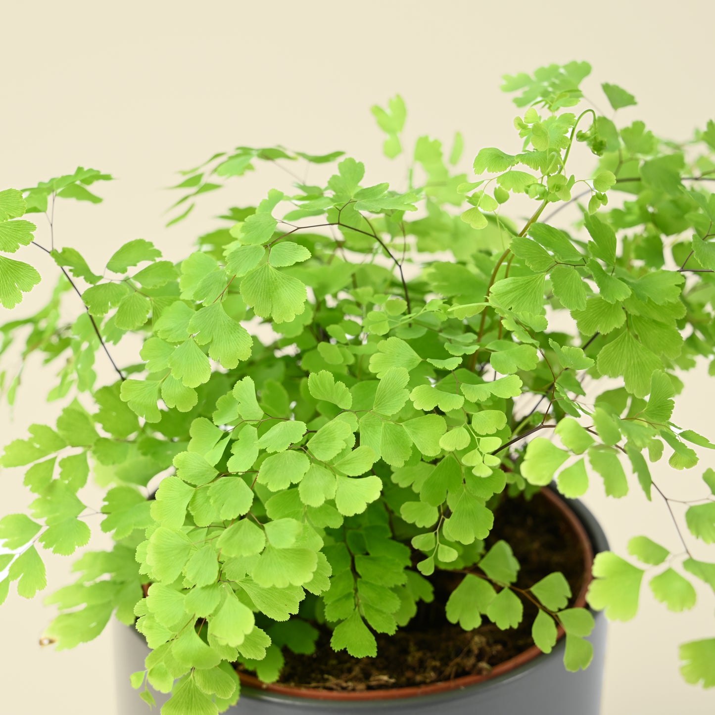 Adiantum Raddianum Fragrans | Maidenhair Fern