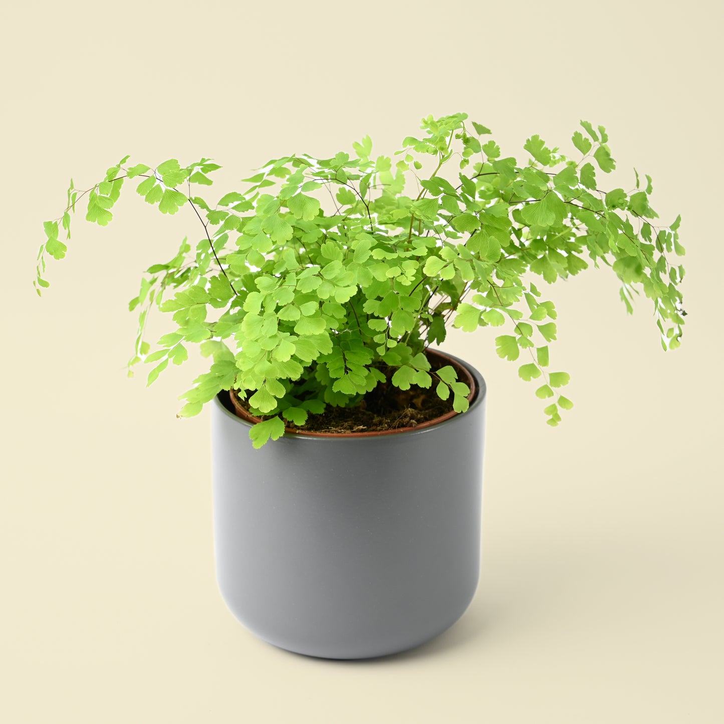 Adiantum Raddianum Fragrans | Maidenhair Fern