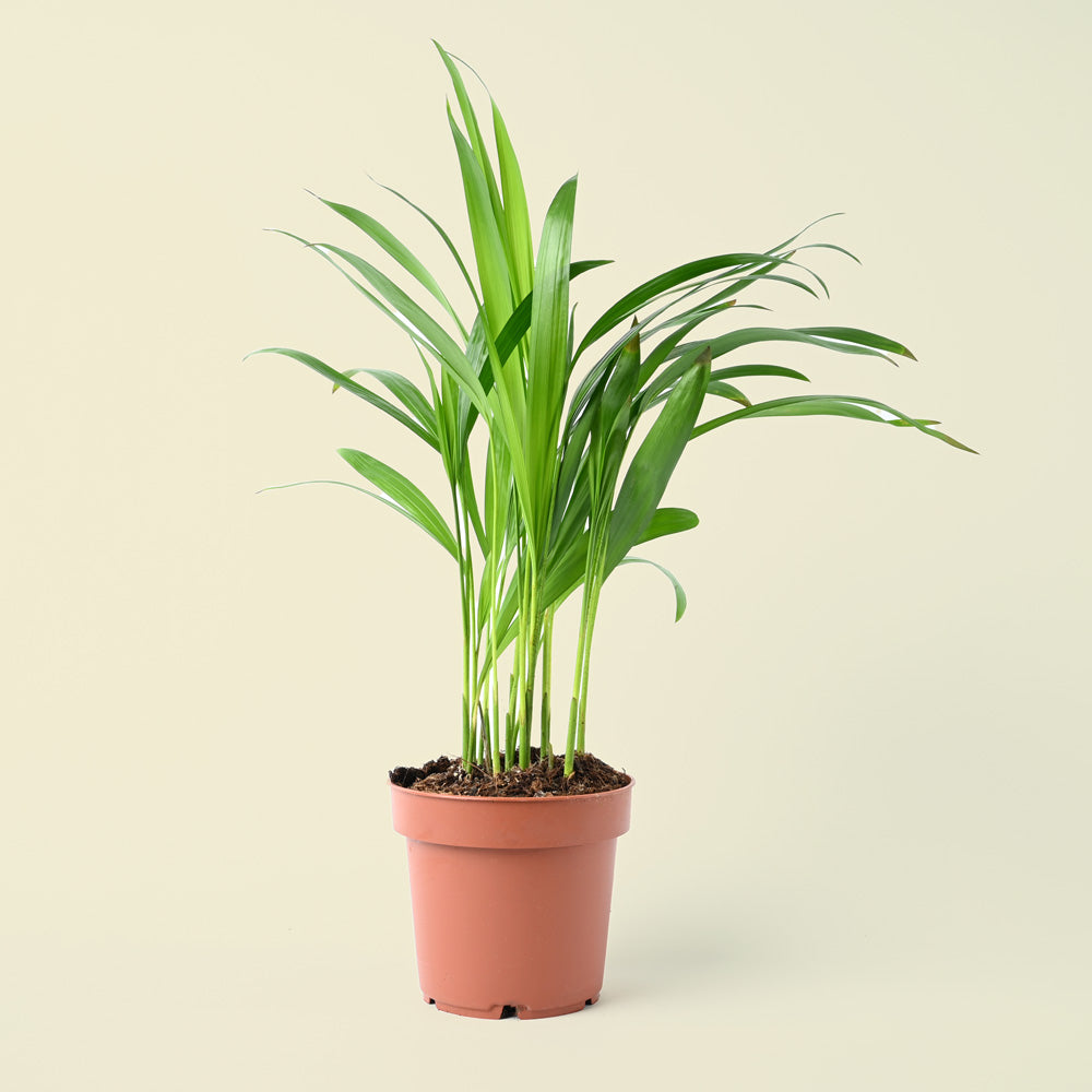 Areca Palm | Dypsis lutescens | 30cm