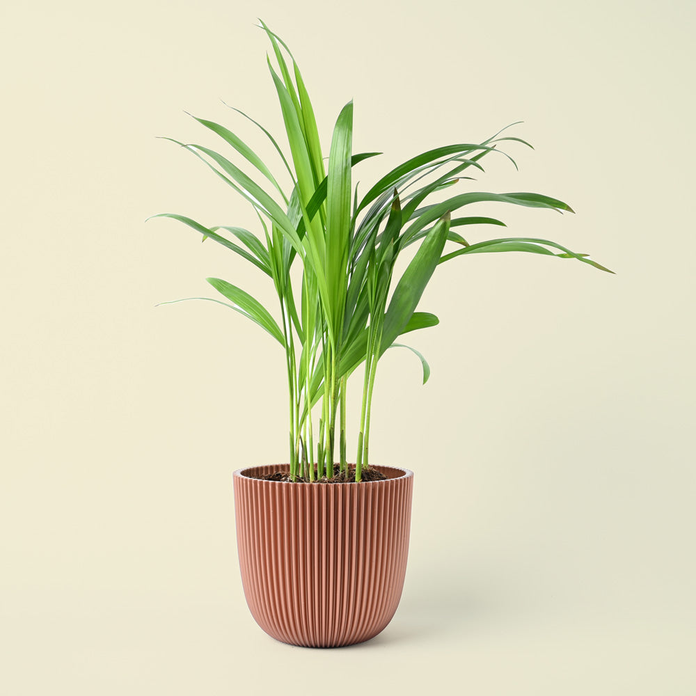 Areca Palm | Dypsis lutescens | 30cm