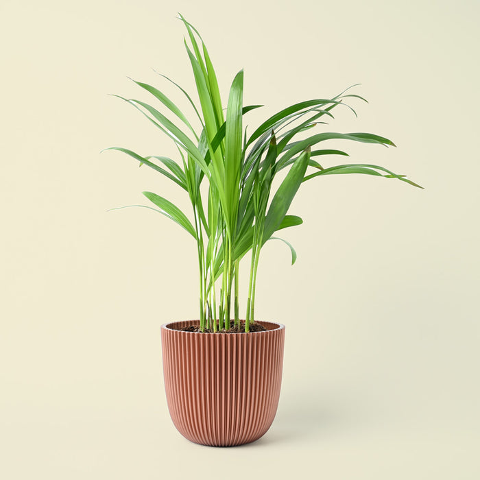 Areca Palm | Dypsis lutescens | 30cm