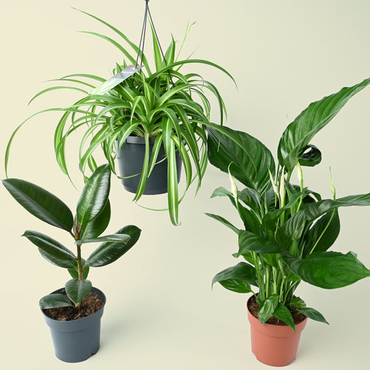 Air purifying Trio | 3 Air Cleaning Plants