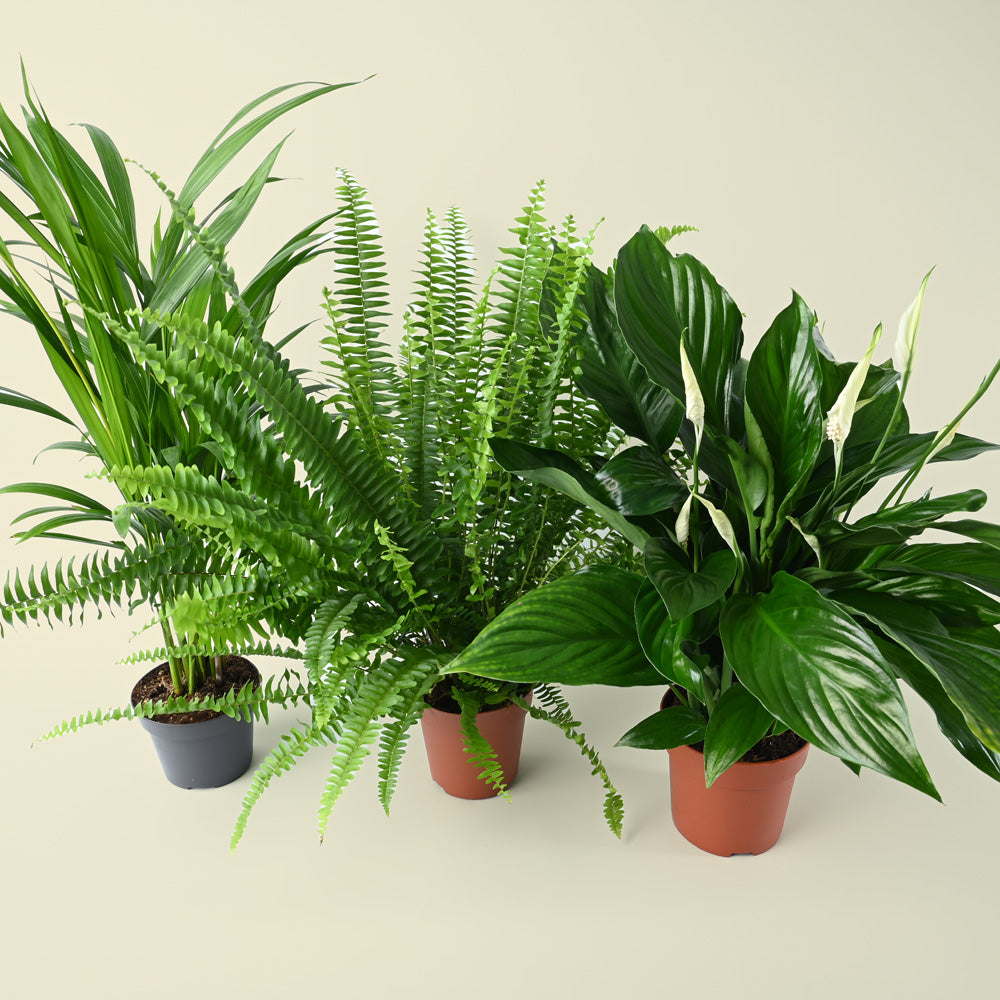 Bellr Air purifying Trio | 3 Air Cleaning Plants in 12cm Nursery Pots