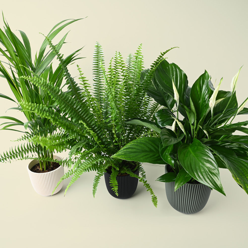 Bellr Air purifying Trio | 3 Air Cleaning Plants in 12cm Nursery Pots