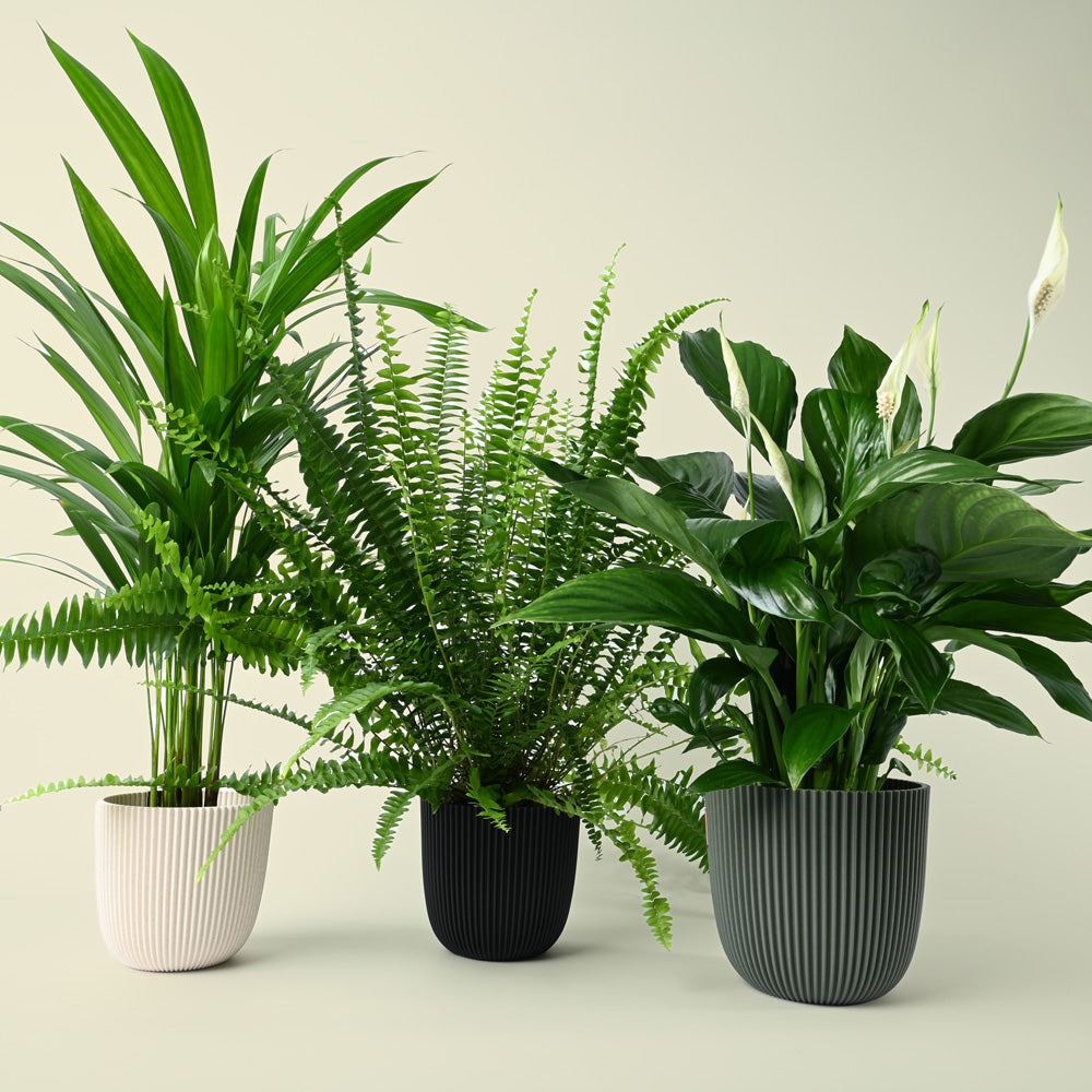 Bellr Air purifying Trio | 3 Air Cleaning Plants in 12cm Nursery Pots