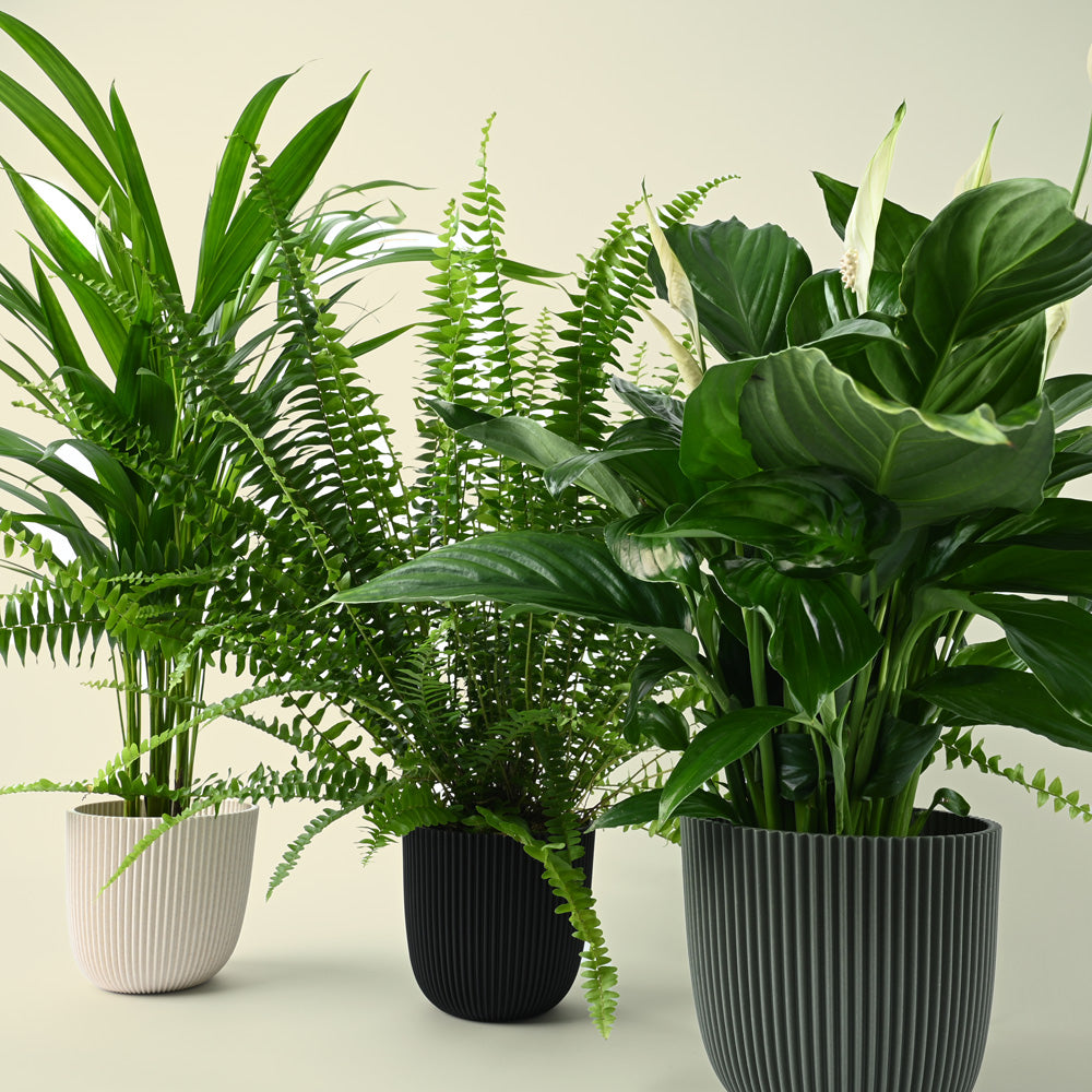 Bellr Air purifying Trio | 3 Air Cleaning Plants in 12cm Nursery Pots