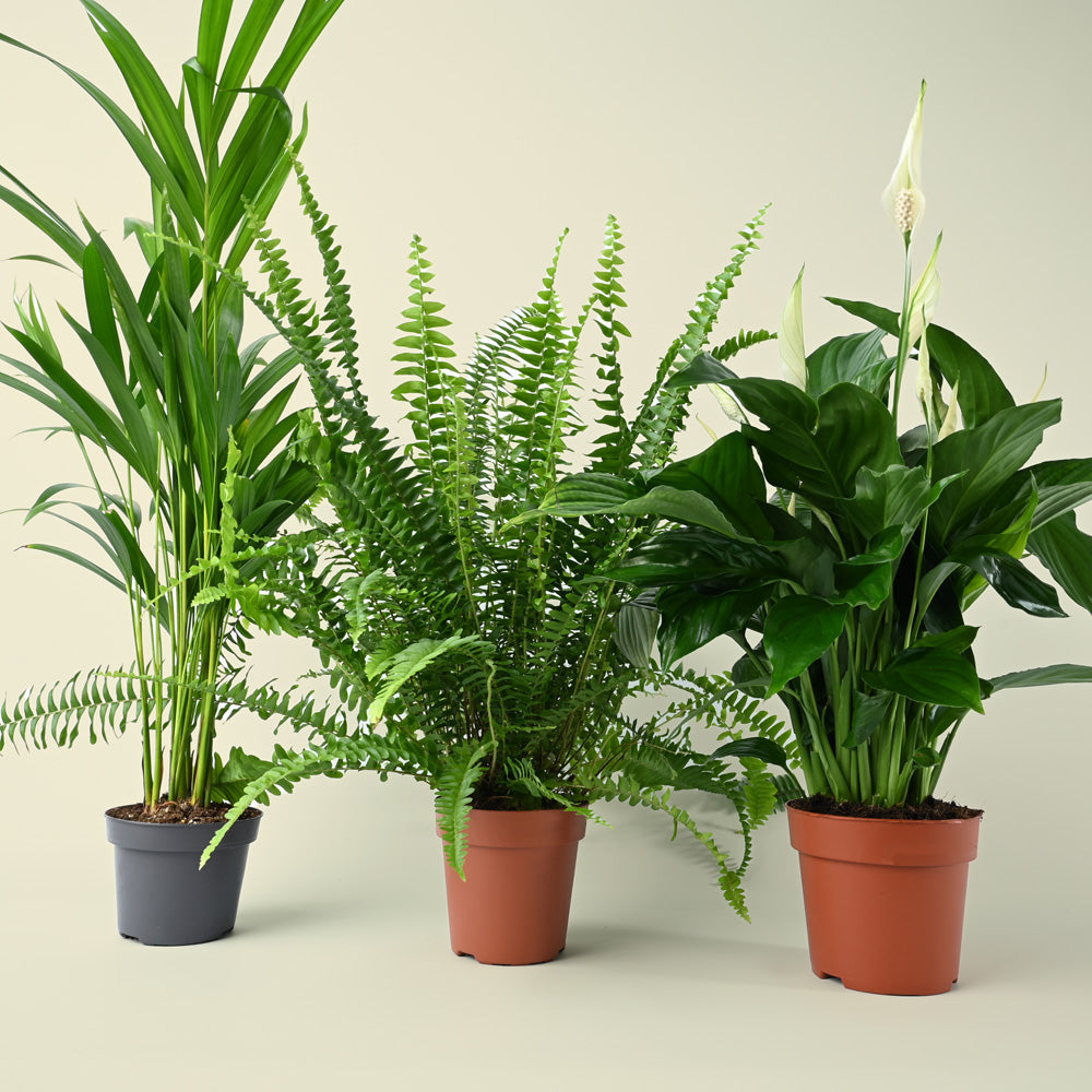 Bellr Air purifying Trio | 3 Air Cleaning Plants in 12cm Nursery Pots