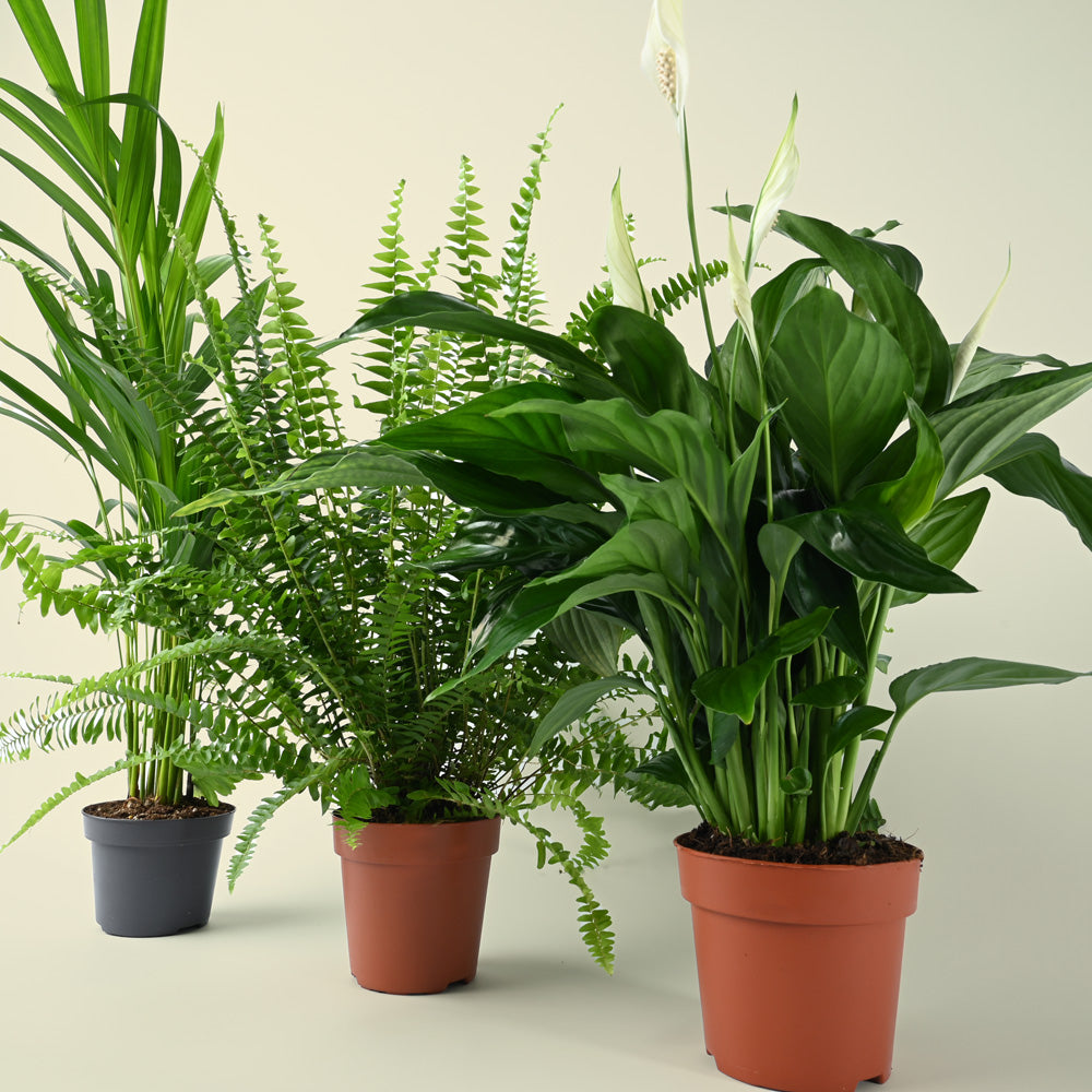 Bellr Air purifying Trio | 3 Air Cleaning Plants in 12cm Nursery Pots