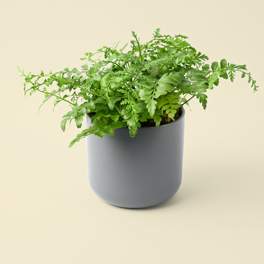Asplenium Parvati | Bird’s Nest Fern
