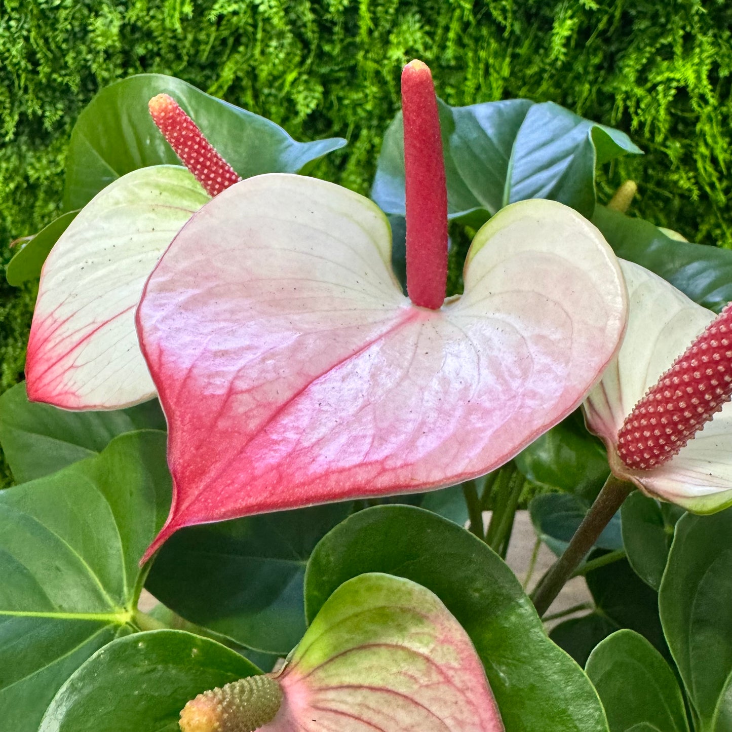 Anthurium Hotlips | Flamingo Flower | 55cm